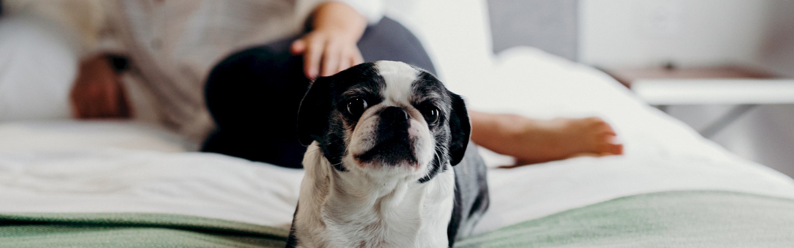 A black and white dog lies on a bed with a green blanket while a person lounges in the background. The room appears cozy and welcoming.