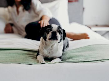 A small black and white dog is lying on a bed with a green blanket, while a person is lounging in the background, partially out of focus.
