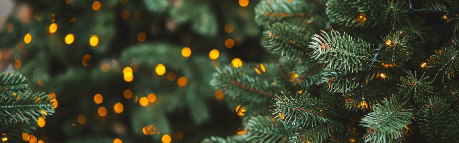 The image shows a close-up of evergreen tree branches with warm glowing fairy lights, creating a cozy, festive vibe.